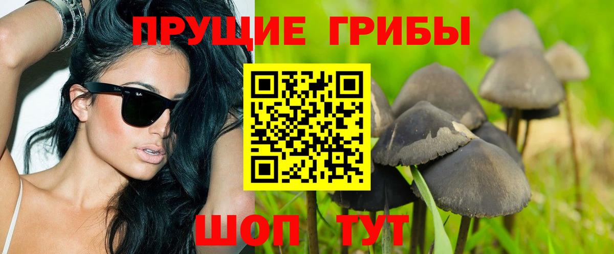 Псилоцибиновые грибы Psilocybine cubensis  Зима 